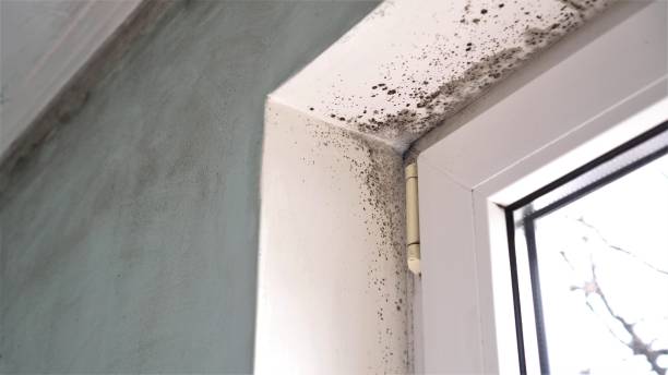 Mold Odor Removal Services in Swift Trail Junction, AZ