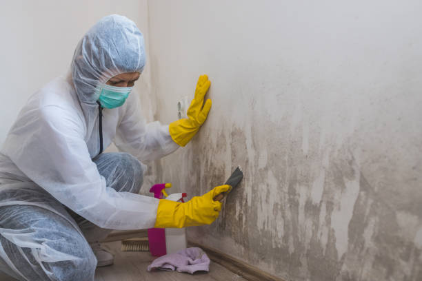 Best Mold Prevention Services  in Swift Trail Junction, AZ