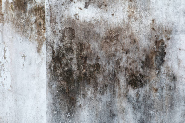 Best Attic Mold Removal  in Swift Trail Junction, AZ