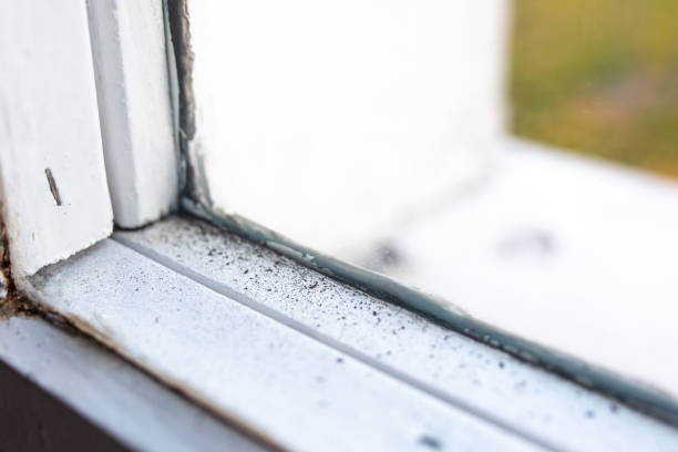 Best Comprehensive Air Testing for Mold Contaminants  in Swift Trail Junction, AZ