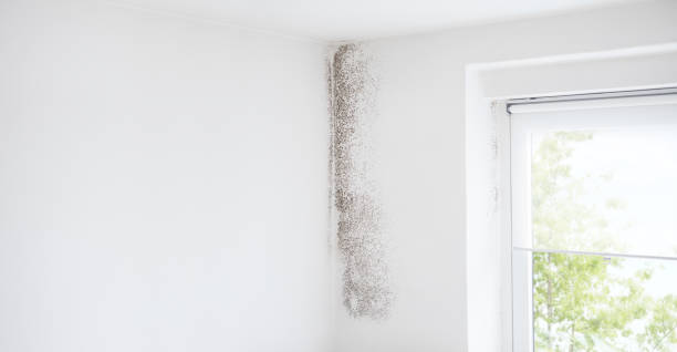 Best Real Estate Mold Inspection  in Swift Trail Junction, AZ