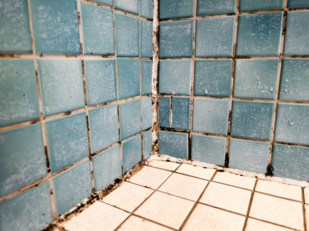 Best Airborne Mold Testing  in Swift Trail Junction, AZ