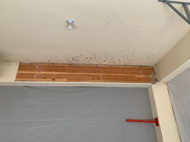 Best Emergency Mold Remediation  in Swift Trail Junction, AZ