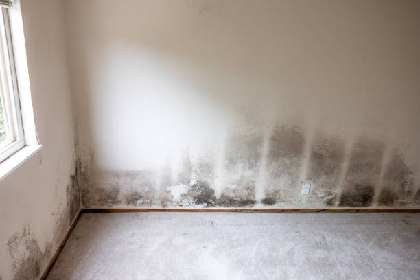 Best Indoor Air Quality Assessment  in Swift Trail Junction, AZ
