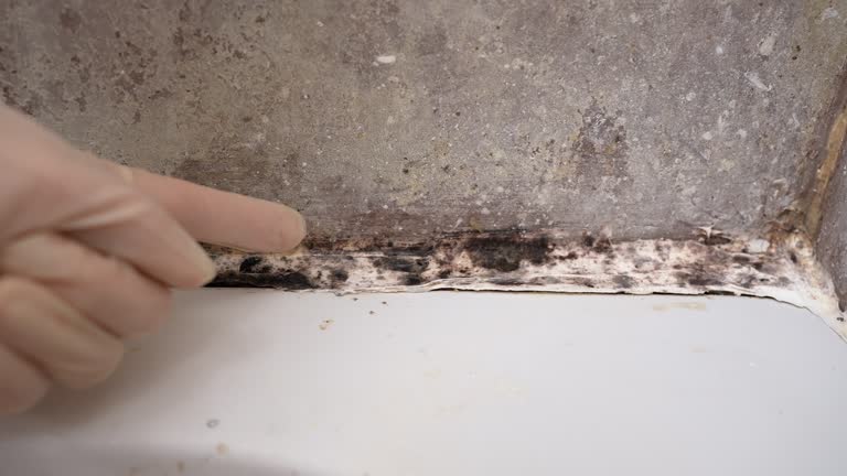 Reliable Swift Trail Junction, AZ Mold Removal Solutions