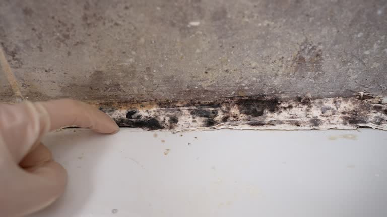 Best Air Quality Testing for Mold Spores  in Swift Trail Junction, AZ