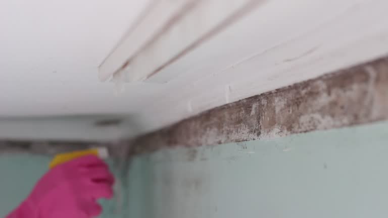 Best Basement Mold Removal  in Swift Trail Junction, AZ