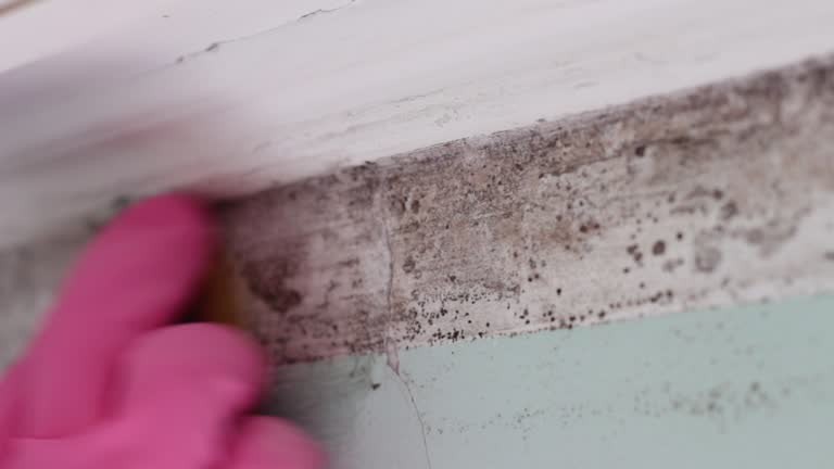 Best Water Damage & Mold Remediation  in Swift Trail Junction, AZ